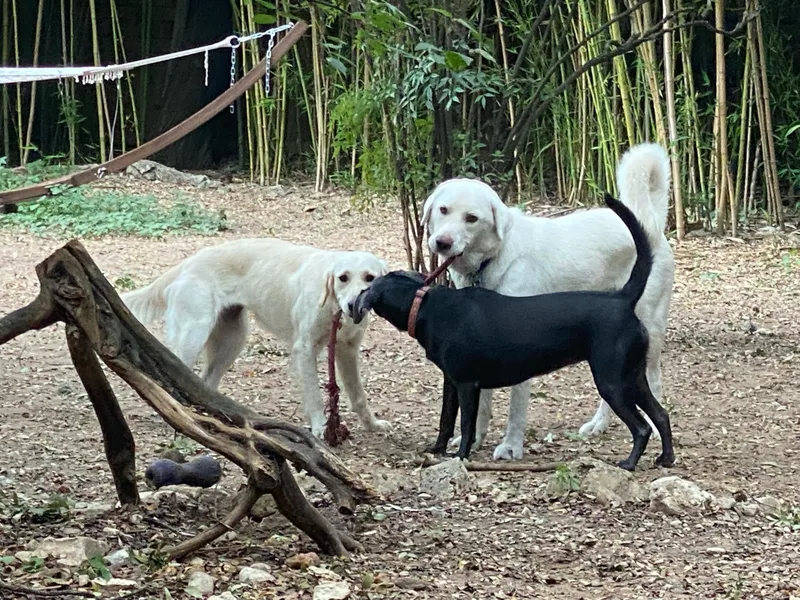 Etta  Courtesy Listing thumbnail 4