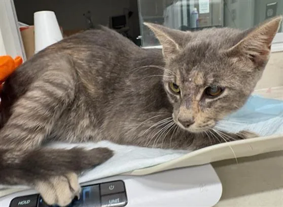 A young large-sized female Domestic Short Hair cat named Micha for adoption in Baytown, TX