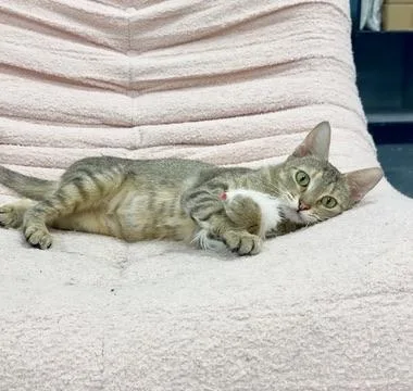 A young medium-sized female Tabby (Buff / Tan / Fawn) Domestic Short Hair cat named Florence Road for adoption in Covington, LA