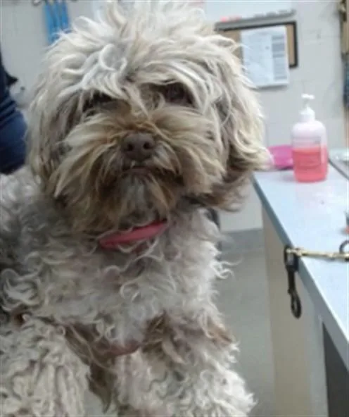 A young small-sized female Poodle dog named Misty for adoption in Salinas, CA