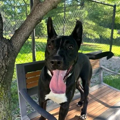 A young medium-sized male Bicolor Mixed Breed dog named Radar for adoption in Dubuque, IA