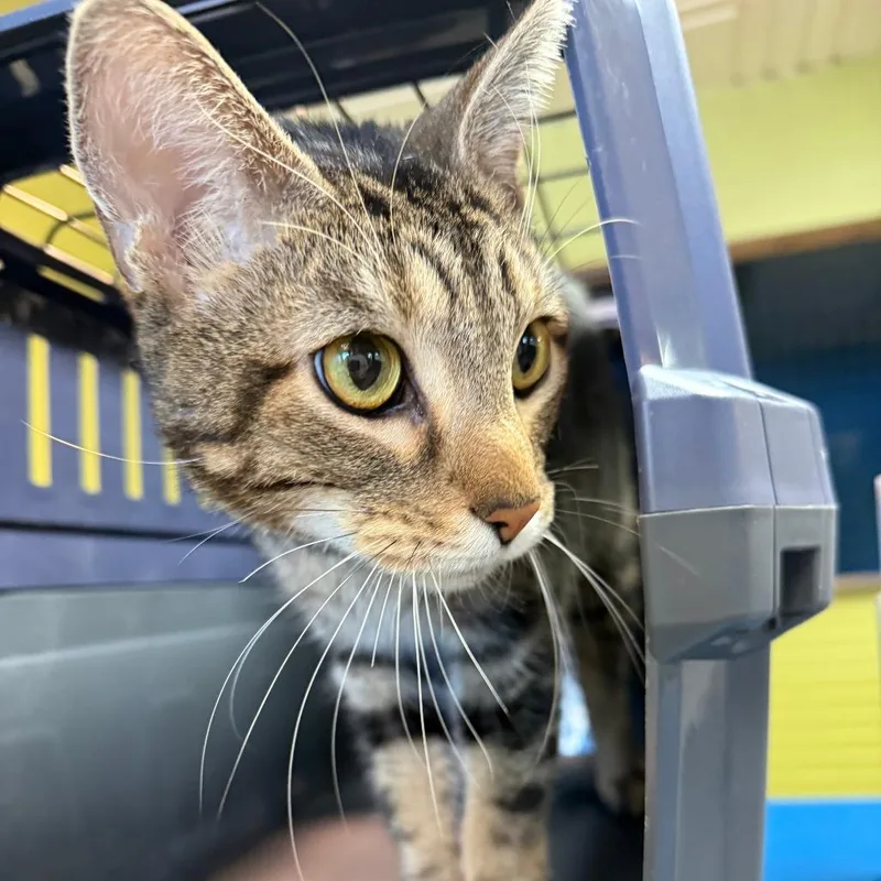 An adult medium-sized male Brown / Chocolate Domestic Short Hair cat named Stallone for adoption in Normal, IL