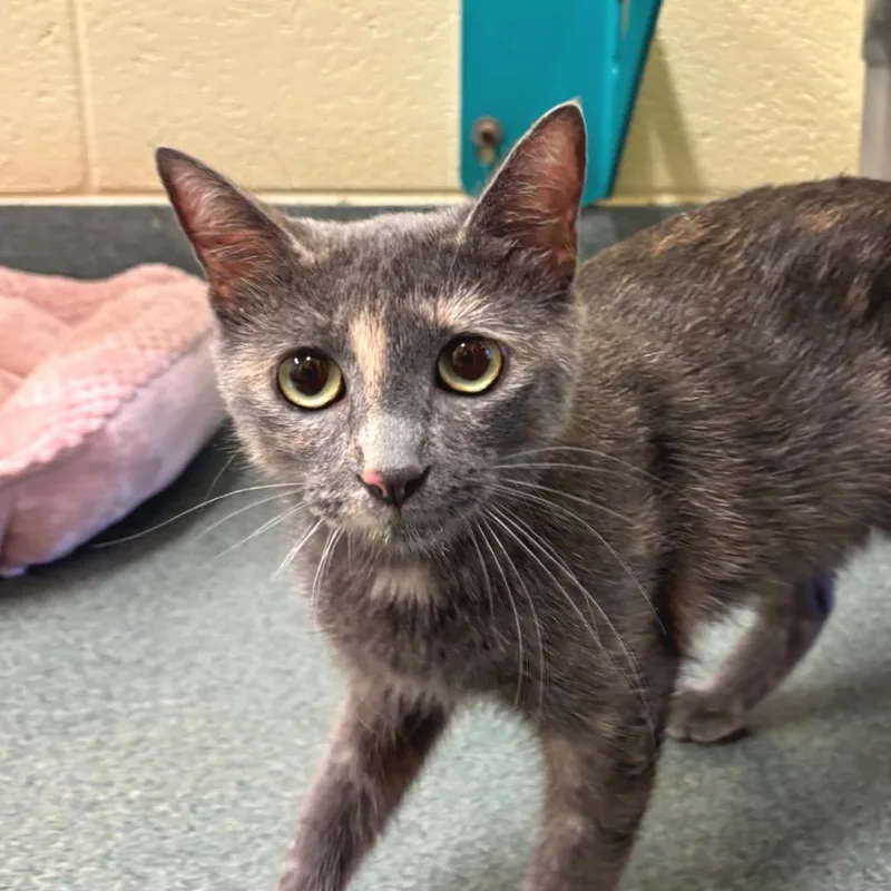 A young medium-sized female Tortoiseshell Domestic Short Hair cat named Biscuit Baby for adoption in Naples, FL