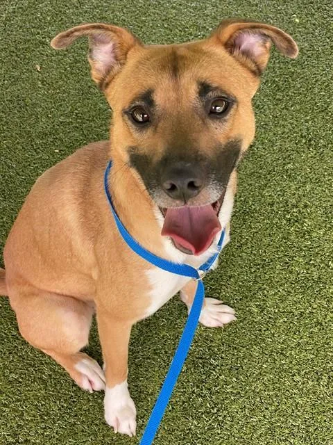 A young large-sized female Black Mouth Cur dog named Khloe for adoption in Fayetteville, NC