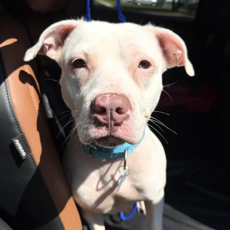 A young medium-sized female White / Cream Pit Bull Terrier dog named Tinkerbell for adoption in Naperville, IL
