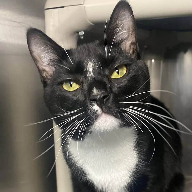 A young large-sized male Black Domestic Short Hair cat named Freddy for adoption in Palm Springs, CA
