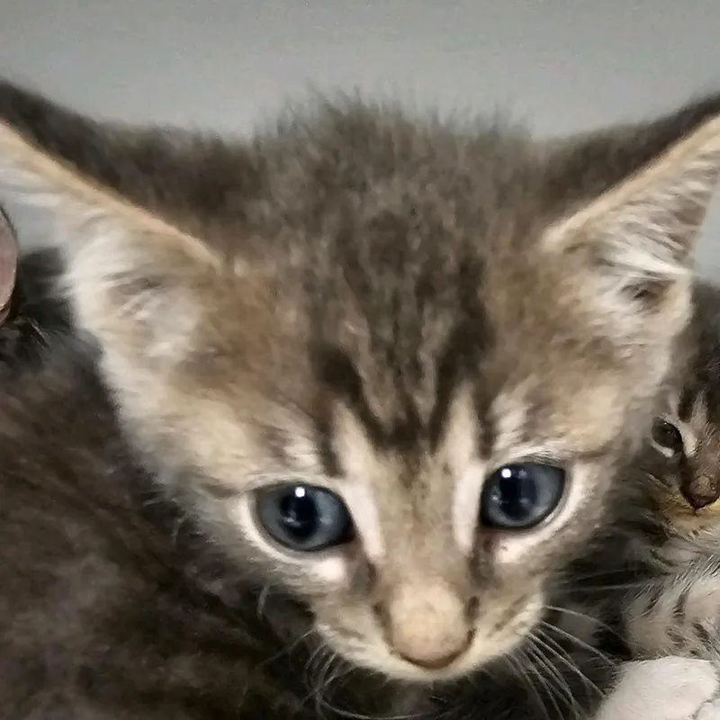 A baby small-sized female Gray / Blue / Silver Domestic Short Hair cat named Lucky Charms for adoption in Columbus, NC