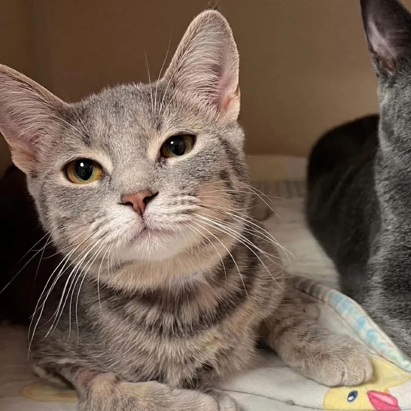 A baby small-sized female Domestic Short Hair cat named Beans for adoption in Escanaba, MI