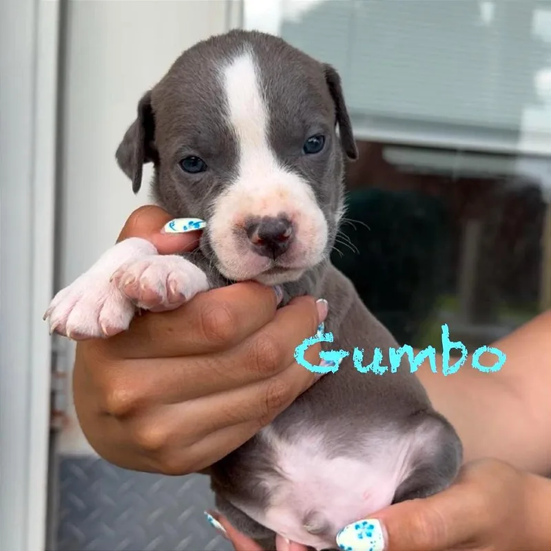 A baby medium-sized male Black American Staffordshire Terrier dog named Gumbo for adoption in Tampa, FL