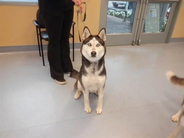 A young large-sized female Siberian Husky dog named Macaroni for adoption in San Jose, CA