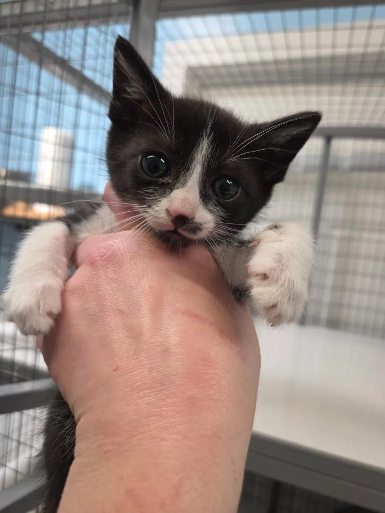 A baby small-sized male Domestic Short Hair cat named Atlantis for adoption in Gold Beach, OR
