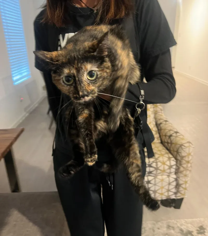 A young medium-sized female Domestic Short Hair cat named Cheese for adoption in Cleburne, TX