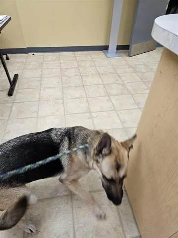 An adult large-sized female German Shepherd Dog dog named A for adoption in Norfolk, VA