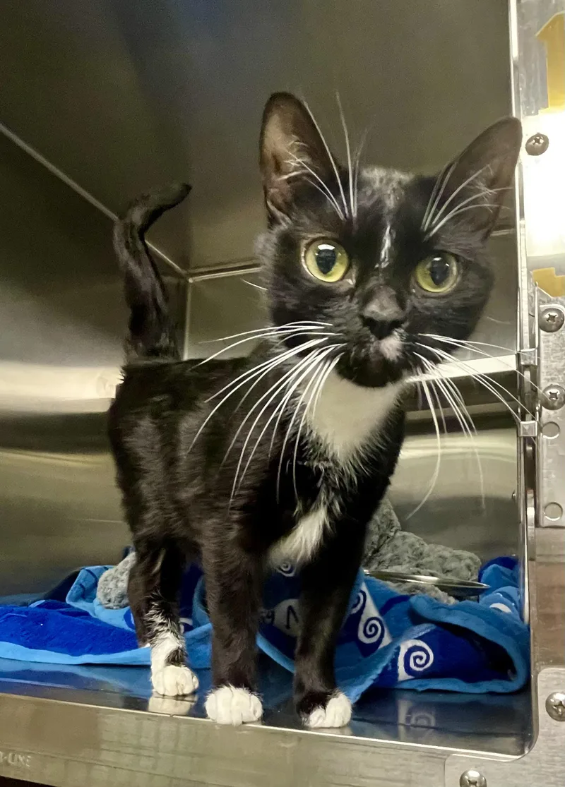A young medium-sized female Black & White / Tuxedo Domestic Short Hair cat named Wednesday for adoption in Stratford, CT