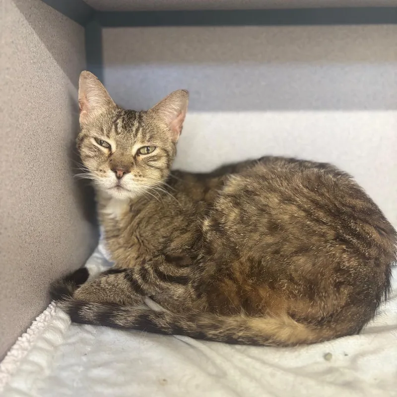 A senior medium-sized male Black Domestic Short Hair cat named Mateo for adoption in Marshalltown, IA