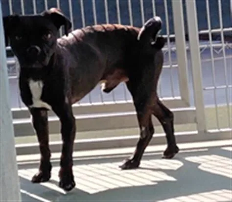 A young medium-sized male Pug dog named Calvin for adoption in Baldwin Park, CA