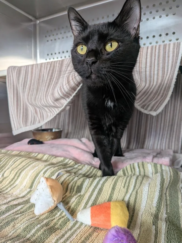 A young small-sized female Domestic Short Hair cat named Smudge for adoption in Hyde Park, NY