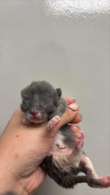 A baby small-sized male Domestic Short Hair cat named Truffle for adoption in Ontario, CA