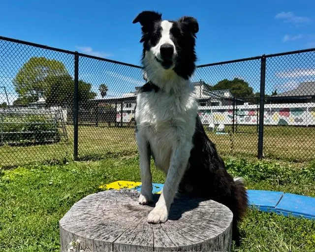 An adult medium-sized male Border Collie dog named Tomas for adoption in Santa Cruz, CA