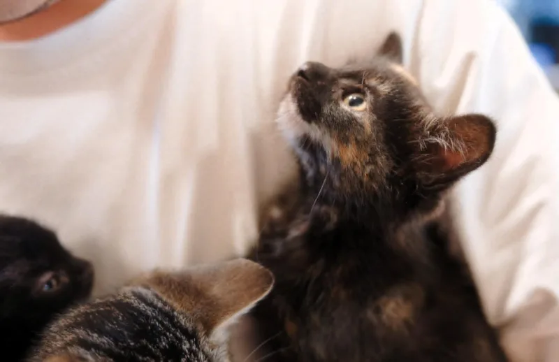 A baby small-sized female Tortoiseshell American Shorthair cat named Nora for adoption in San Jose, CA