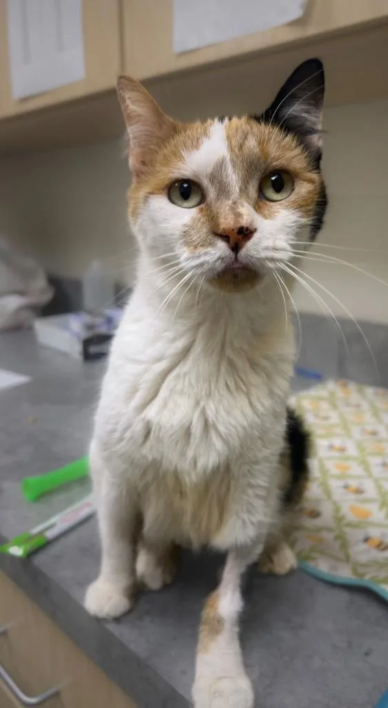 An adult medium-sized female Domestic Short Hair cat named Jami for adoption in Greeneville, TN