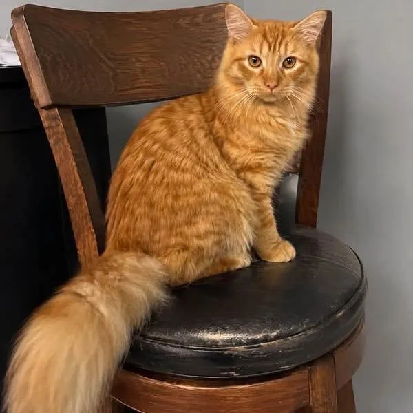 A young small-sized male Orange / Red Domestic Long Hair cat named Atlas for adoption in Long Island City, NY