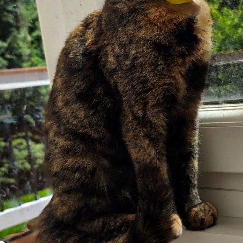An adult medium-sized female Tortoiseshell Domestic Short Hair cat named Amber for adoption in Waldorf, MD