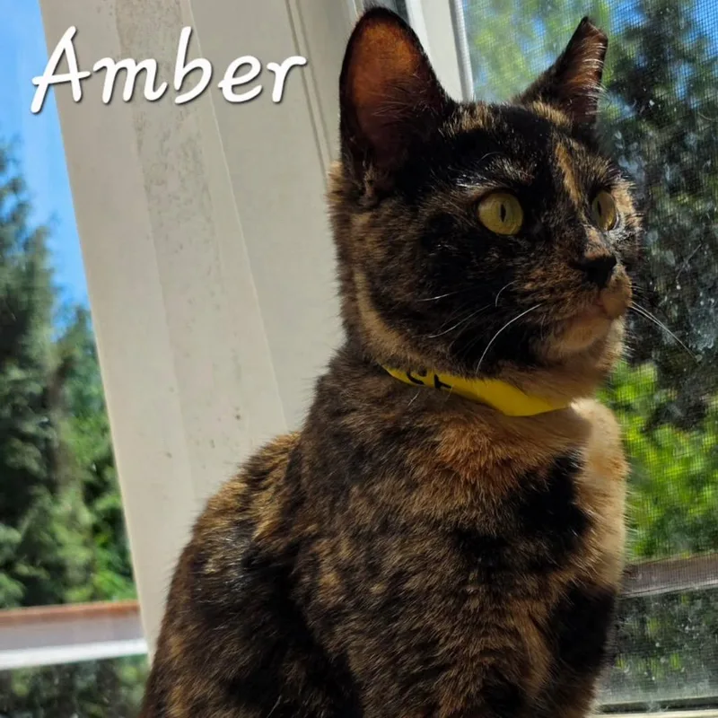 Amber thumbnail 2