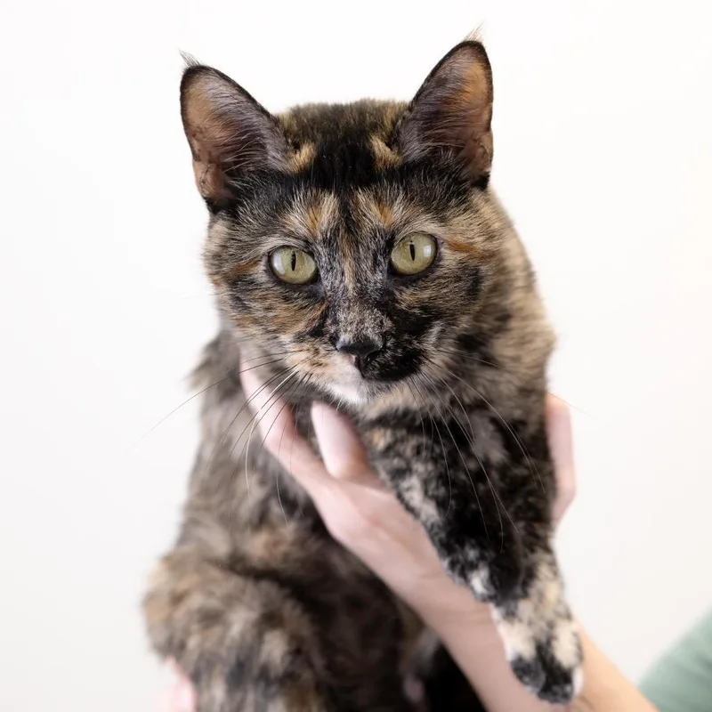 A young medium-sized female Tortoiseshell Domestic Short Hair cat named Petty for adoption in Buffalo, MN