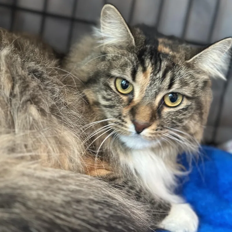 An adult small-sized female Domestic Long Hair cat named Anastasia for adoption in Matteson, IL