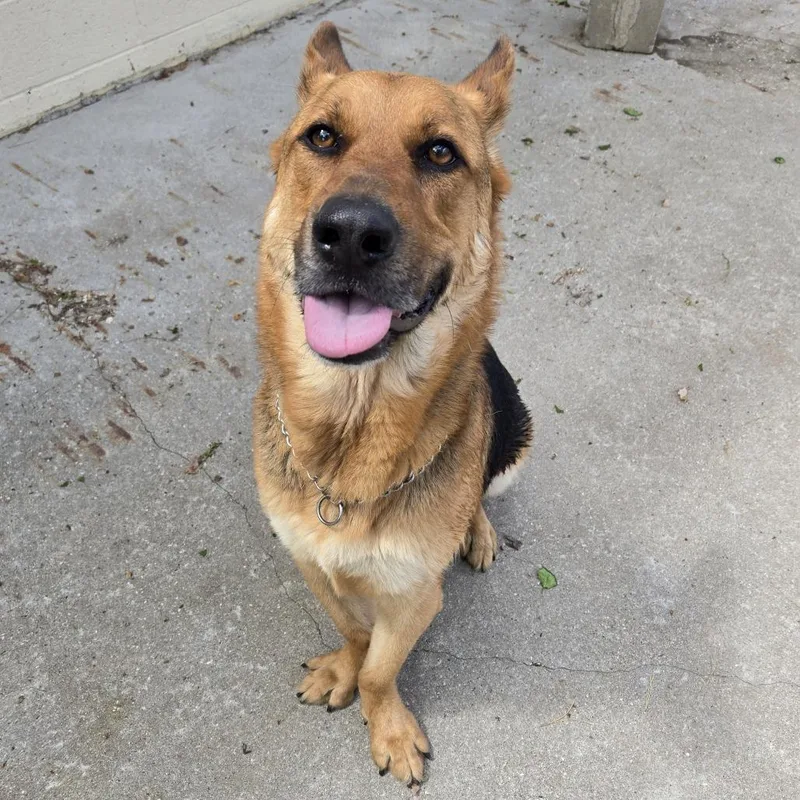 An adult large-sized male Yellow / Tan / Blond / Fawn German Shepherd Dog dog named Walle for adoption in Tawas City, MI