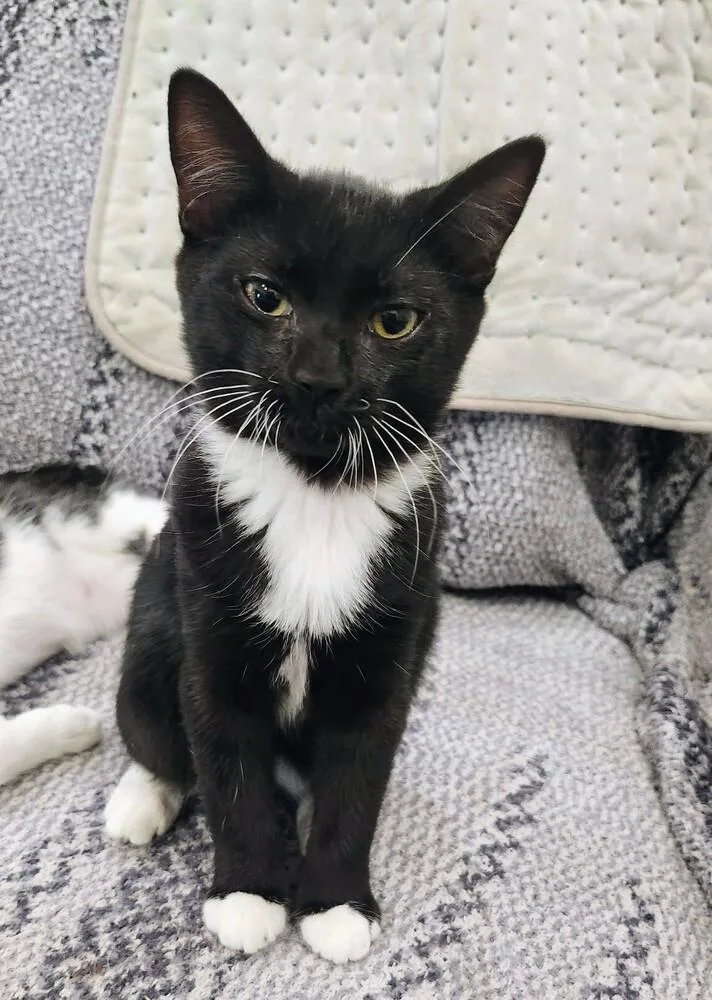 A baby medium-sized male Black & White / Tuxedo Domestic Short Hair cat named Oswald for adoption in Hartwell, GA