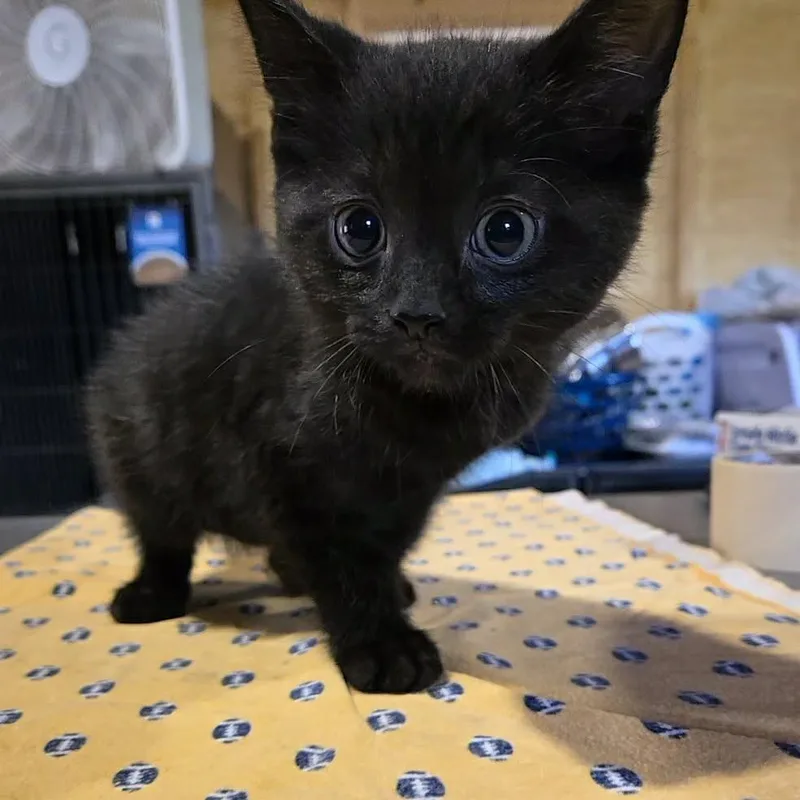 Pawblo Purrcasso