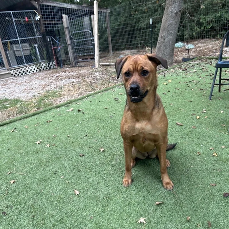 An adult medium-sized female Brown / Chocolate Labrador Retriever dog named Nala for adoption in Magnolia, TX