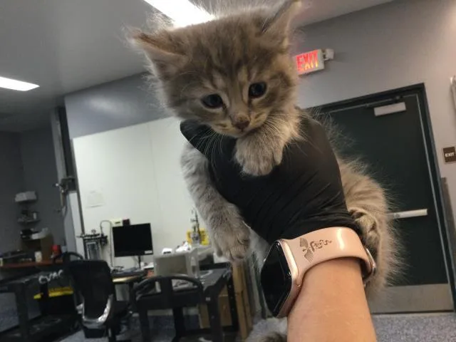 A baby small-sized male Domestic Short Hair cat named Kody for adoption in Thousand Palms, CA