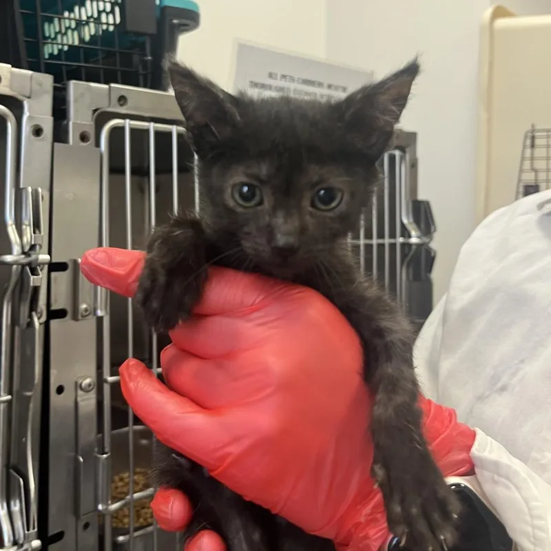 A baby small-sized female Black Domestic Short Hair cat named Teriyaki for adoption in Houston, TX