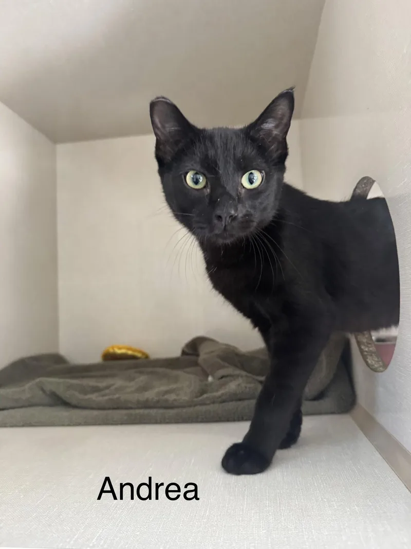 A young medium-sized female Black Domestic Short Hair cat named Andrea for adoption in Ulster, PA