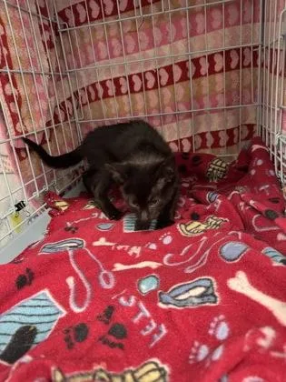 A baby small-sized male Domestic Short Hair cat named Pen for adoption in Gainesville, FL
