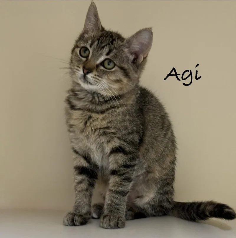 A baby medium-sized female Tabby (Brown / Chocolate) Domestic Short Hair cat named Agi for adoption in Pawleys Island, SC