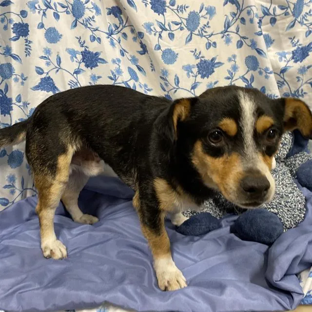 An adult small-sized male Chihuahua dog named A for adoption in Modesto, CA