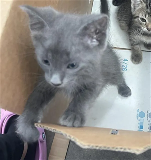 A baby medium-sized male Domestic Short Hair cat named Pepper for adoption in Dallas, TX