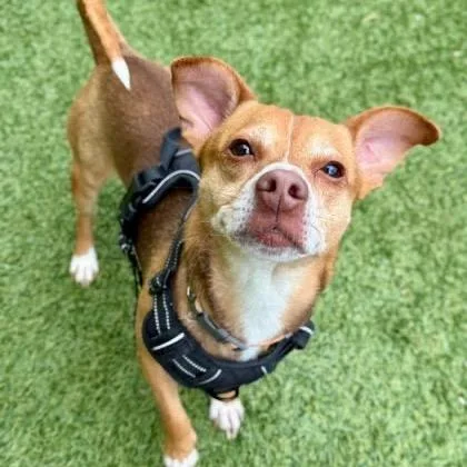An adult small-sized male Apricot / Beige Mixed Breed dog named Cadbury for adoption in Rockville, MD