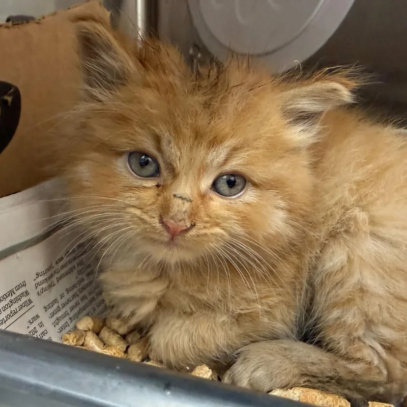 A baby small-sized male Orange / Red Domestic Medium Hair cat named Poof for adoption in Los Angeles, CA