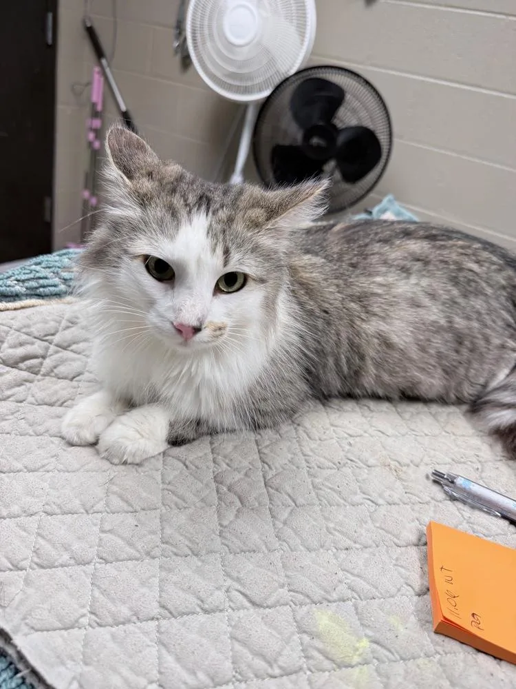 An adult medium-sized female Domestic Long Hair cat named Penelope for adoption in Albany, WI