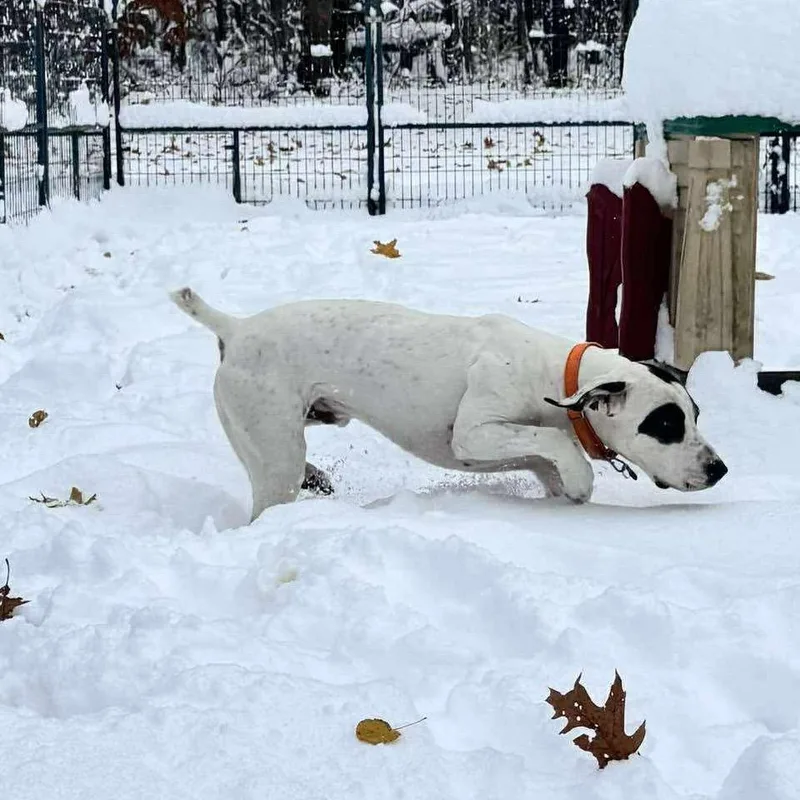 Zeusgraduated Pawsinprison Program thumbnail 4