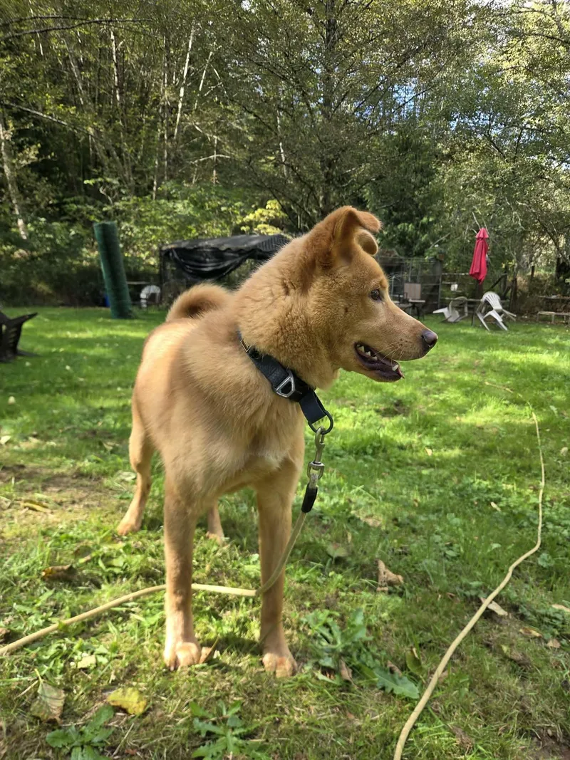 A young small-sized male Mixed Breed dog named Choco Lbs. for adoption in Elma, WA