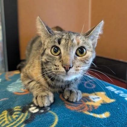 A young medium-sized female Tabby (Brown / Chocolate) Domestic Short Hair cat named Osha for adoption in Rochester, MN