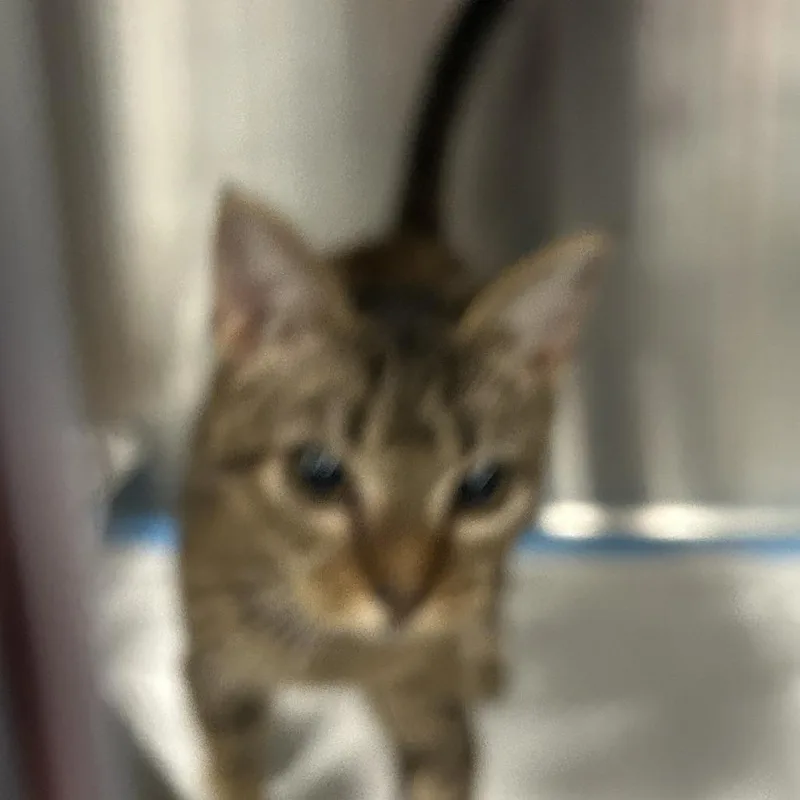 A baby small-sized female Brown / Chocolate Domestic Short Hair cat named Sheila for adoption in Greensboro, NC