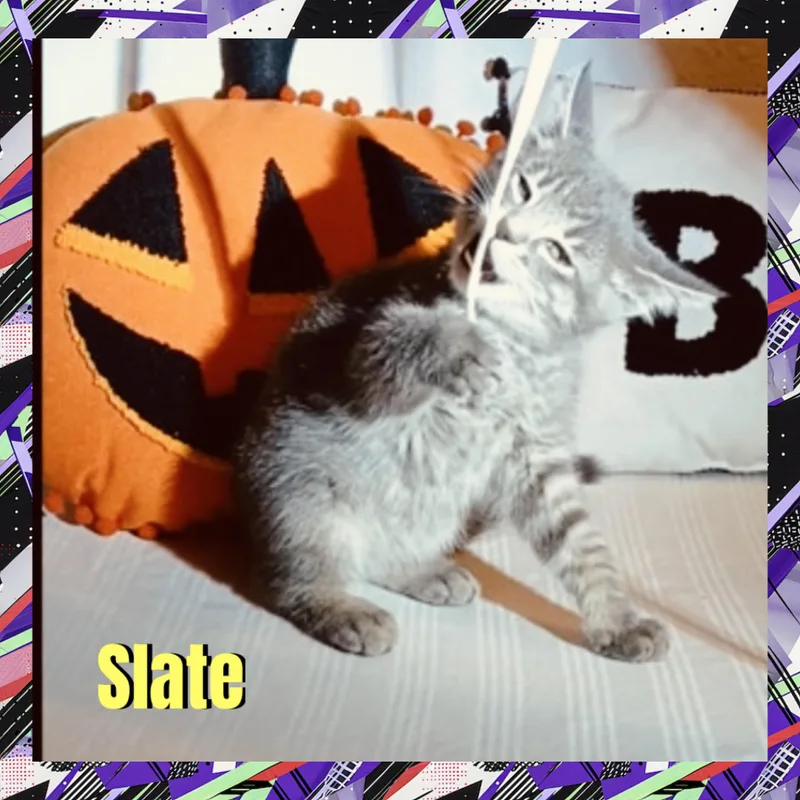 A baby medium-sized male Gray & White Domestic Medium Hair cat named Slate for adoption in Red Lodge, MT