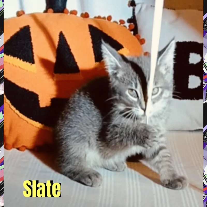 Slate thumbnail 4